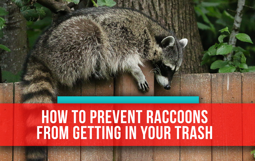 keep racoons our of your trash picture